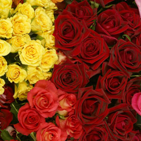 250 Red Roses Plus 250 Assorted Color Roses